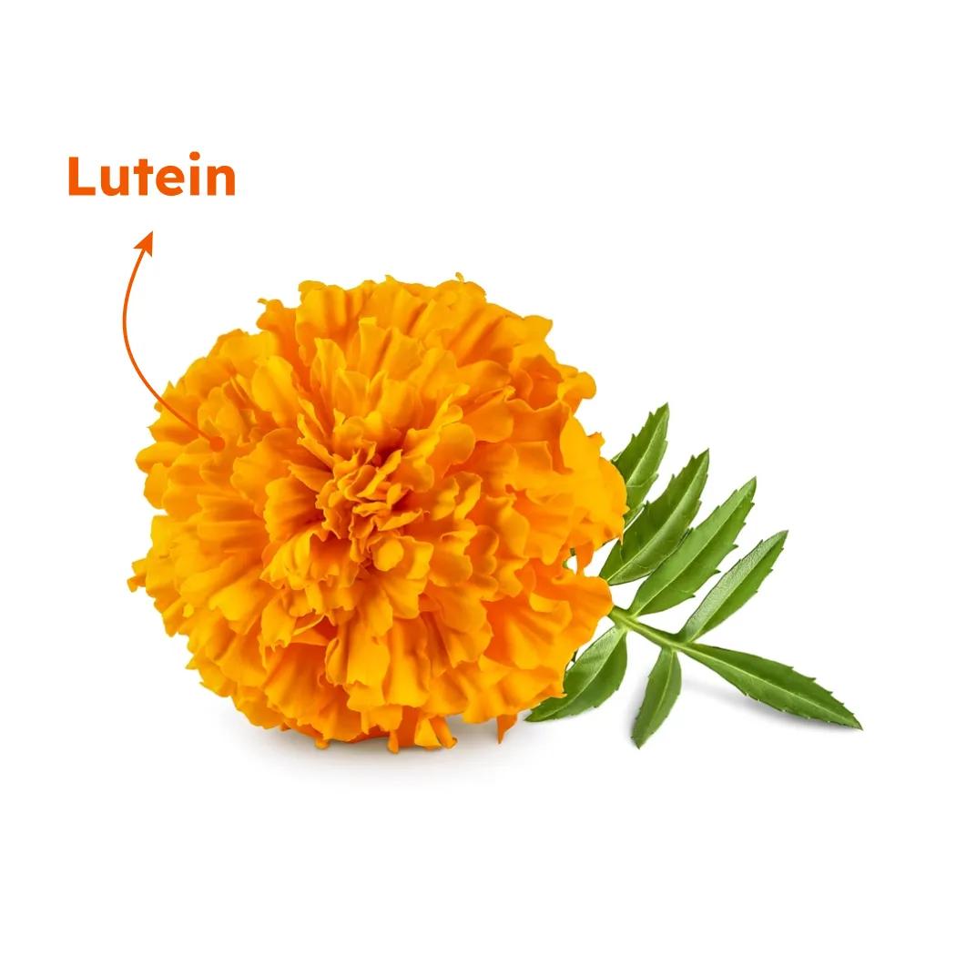 Lorem Ipsum