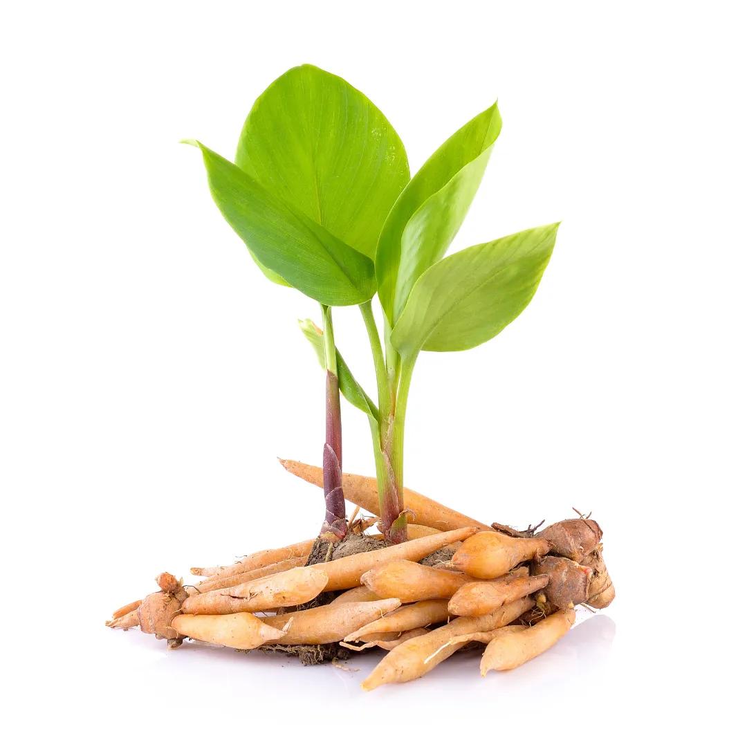 Củ Ngải Bún - Nguồn Dược Liệu Quý Giá