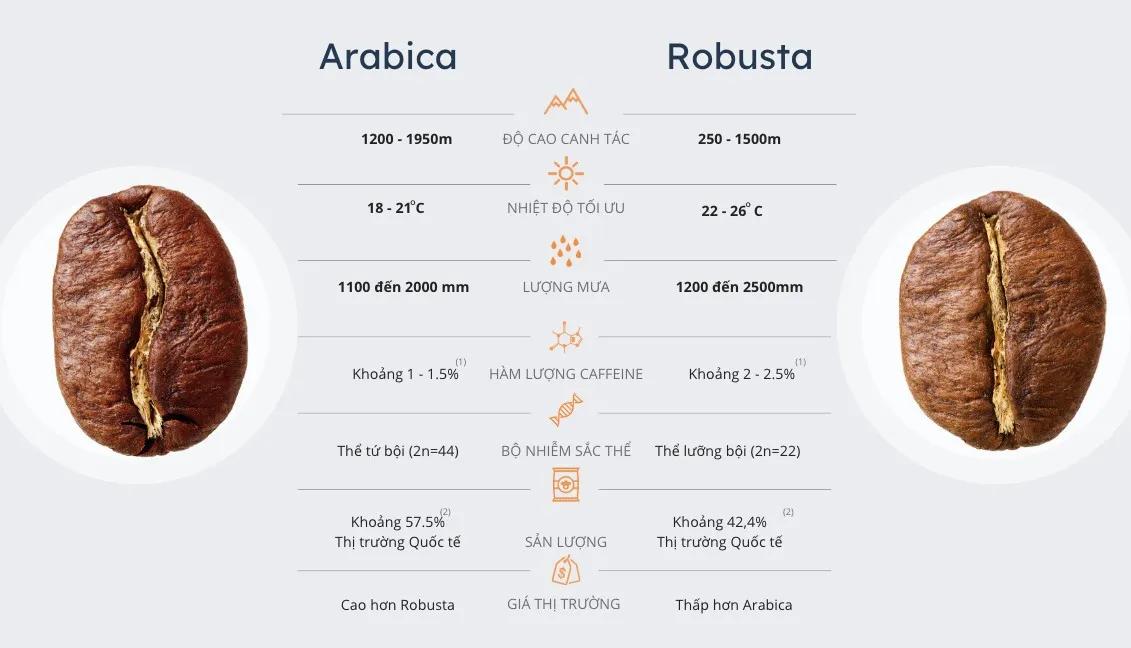 Vì sao VOLTEN lại chọn cà phê Arabica thay vì Robusta ? 